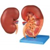 HUMAN KIDNEY (2 PARTS)